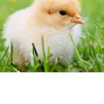 Mr Chicken army