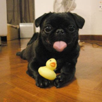 The Pug Squad!!!!!