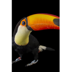 Toucania