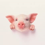 H0LY PIGGY