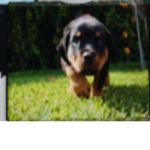 Doggo_ bedwars clan