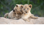 The animals group :)