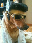 اقرباء حلا