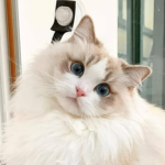 Kits kats !! <3