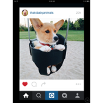Dog ###### only