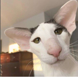 Oriental cat shop