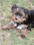 Yorkie Lovers!!