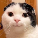 Grupo do gato bacon