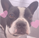 ୨୧ puppies kingdom ୨୧