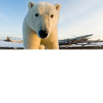 *Polar squad*
