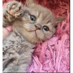 Kitty pros