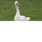 The Official Goose Group