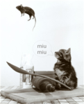 Cat FansLink