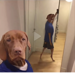 Picture dog