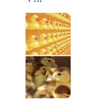 The rat fam oof and ducks fam follow like sub acns