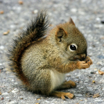 Squirrels~United