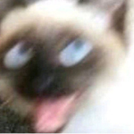 asdgsdvnjkasebtgiuwewssssssssssssssssssss