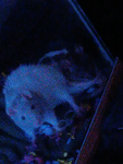 Hello rat family
