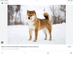 Shiba Inu cute group