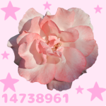 kassie’s stars