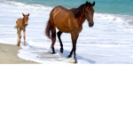 Horsesssss