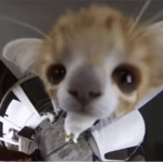 ~Creative Hamsters~