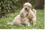 Puppy pack meting