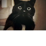 Official BlackCat Group