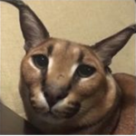 flobbis donations