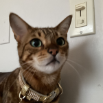 Alysa cat