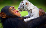Cute Animal Central