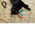 The rainbow reigns