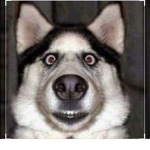 Scared dog