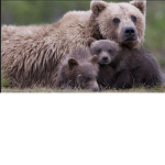 Animal love group!!!