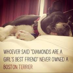 Boston terrier