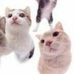 *ฅ^•ﻌ•^ฅ*