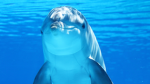 DolphinGames