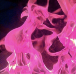 Beautiful rose