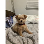 Puppy squad cute!