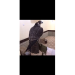 بقالة الوطن