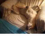 Doges matter