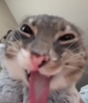 sǝıpoʎ