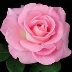 Roses Army