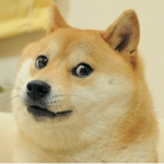 Doge gang Super Super Super Spuer Cute doge gang