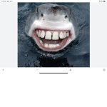 The Cool shark’s
