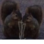 Squirrels4EVER
