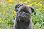 PUG WORSHIPPING