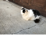 Our cats
