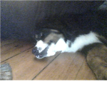 dog lovers!! <3