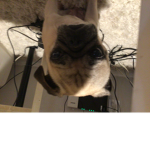 Pug Empires